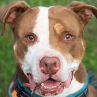 TOKYO, chienne à adopter
