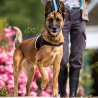 NINO, chien à adopter