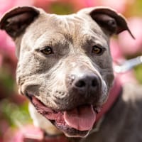TAYLA, chienne à adopter