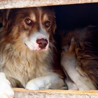 ECHO, chien à adopter