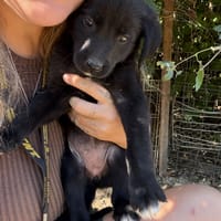MADDY, chienne à adopter