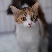 BIGOTELLA, chatte à adopter