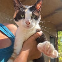 KATY, chatte à adopter