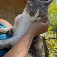 HEART, chatte à adopter