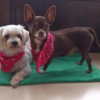 Tuli et Pirata, chienne à adopter
