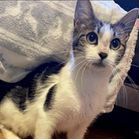 JAVA, chatte à adopter
