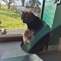 MINETTE, chatte à adopter