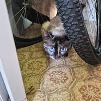 BEBE, chatte à adopter