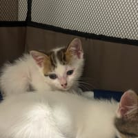 asha, chatte à adopter