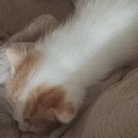 mars, chat à adopter