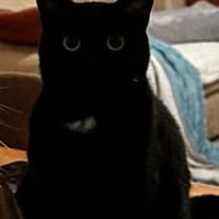 Leia, chatte à adopter