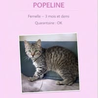 popeline, chatte à adopter