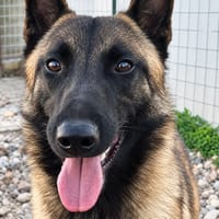 Aiko2, chien à adopter