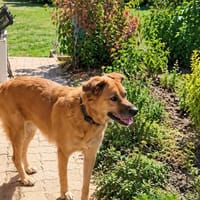 bella, chienne à adopter