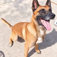Thor, chien à adopter