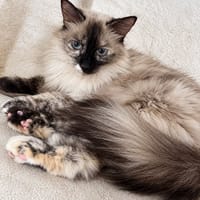 Athena, chatte à adopter