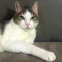 Aurore, chatte à adopter