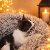 Belize, chatte à adopter