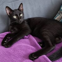 berzing, chat à adopter