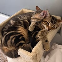 bob et tata, chat à adopter