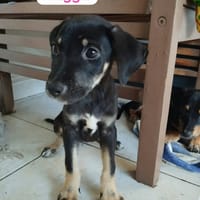 MAGGIE, une boule d'amour, chienne à adopter