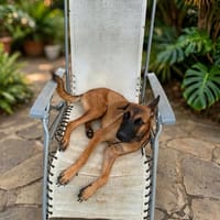 Ambre, la joie de vivre, chienne à adopter