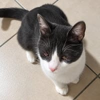 ivoire, chatte à adopter