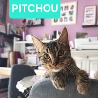 PITCHOU À ADOPTER AVEC UN COPAIN CHAT, chat à adopter