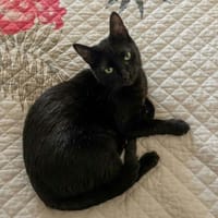 PEPSI, chat à adopter