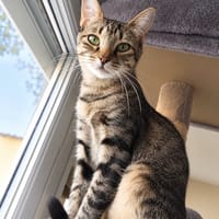 Mimi jolie, chatte à adopter