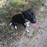 Zélie, Femelle, X Berger, née le 01/01/2023 🐶, chienne à adopter