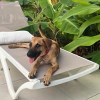 Belle, Femelle, X Berger, née le 03/04/2026 🐶, chienne à adopter