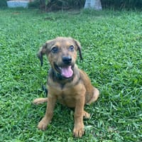 Brieg, Mâle, X Berger, né le 05/07/2026 🐶, chien à adopter