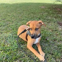 Tikos, chien à adopter