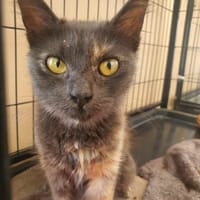 Cémavie, chatte à adopter