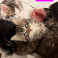 VELOURIA ET FICELLE À ADOPTER ENSEMBLE, chatte à adopter