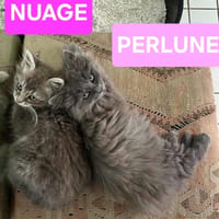 NUAGE ET PERLUNE À ADOPTER ENSEMBLE, chatte à adopter