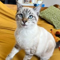 FIONNULA À ADOPTER EN DUO OU AVEC UN CHAT DÉJÀ CHEZ VOUS, chatte à adopter