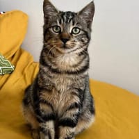 VALENCIA À ADOPTER EN DUO OU SEULE SI DÉJÀ UN CHAT PRÉSENT CHEZ VOUS, chatte à adopter