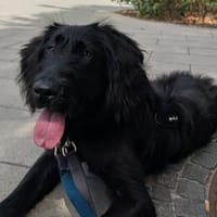 Sunny sucht ihre Familie, Hündin zur Adoption