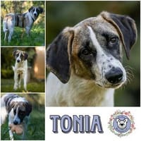 Verspielte TONIA sucht ein liebevolles Zuhause 🐾❤, Hündin zur Adoption