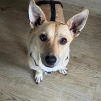 Barry - ein kleiner Kuschelkönig sucht sein Für-immer-Zuhaus, Hund zur Adoption