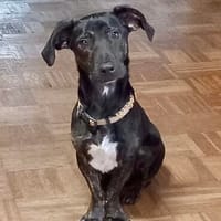 Perri-freundlich-verspielt-verschmust, Hund zur Adoption