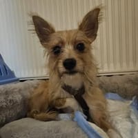 Milli, Hündin zur Adoption
