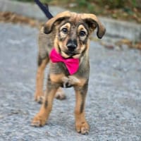 DRINGEND‼ DASHA sucht♥PLZ65597, Hündin zur Adoption