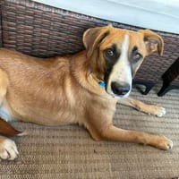 Welpenbub TIMMY  sucht sein Für-immer-Zuhause, Hund zur Adoption