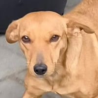 Zuckermaus PENNY, Hündin zur Adoption