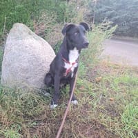 Andrei sucht seine Familie ♥, Hund zur Adoption