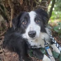 Alvie ,kleine Zuckerschnute, Hündin zur Adoption