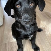 Bub♥Spunky♥liebes Familienmitglied wartet in 09648 Mittweida, Hund zur Adoption